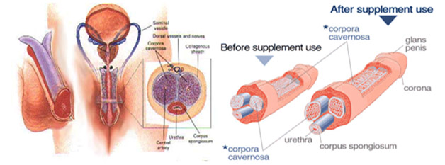 Penis Supplement Use