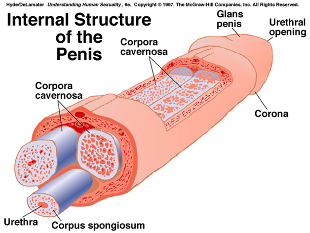 Internal Structure Of Penis