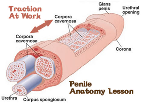 Anatomy of a Penis