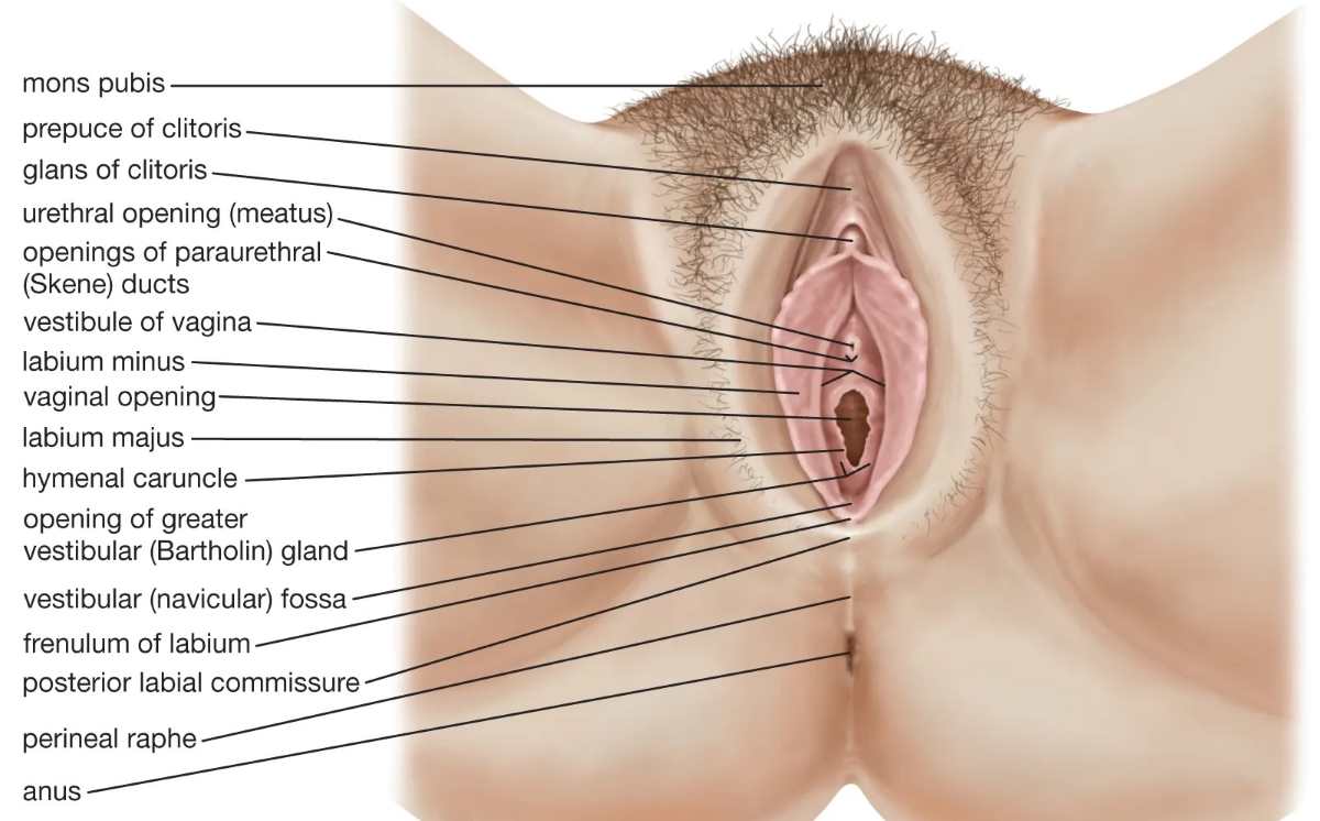 Priapism for Women